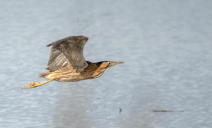 Bittern - Image credit: Liv Davies